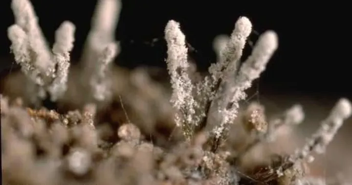 White root rot