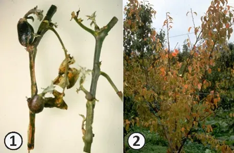 Rickettsioses of plants