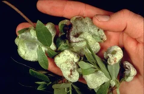 Gasterellaceae