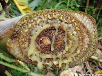 Yellow pulp disease