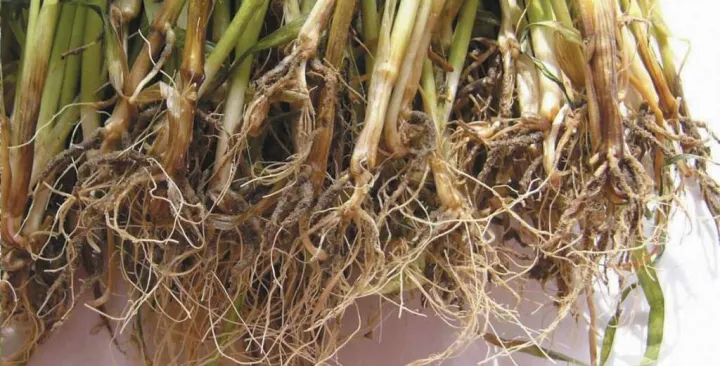 Fusarium root rot