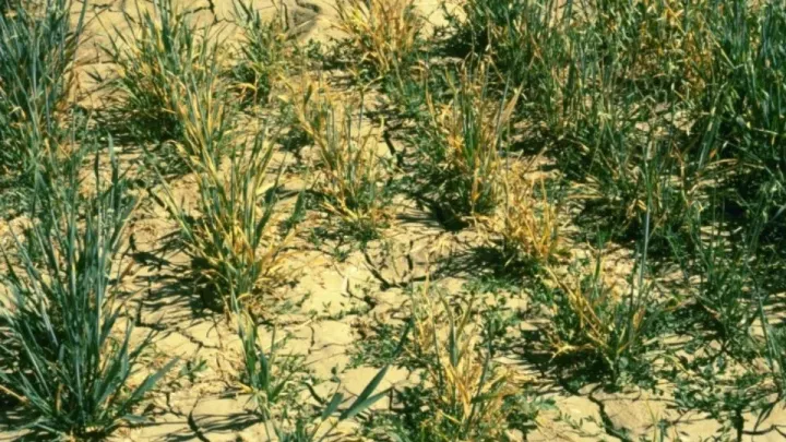 Barley yellow dwarf