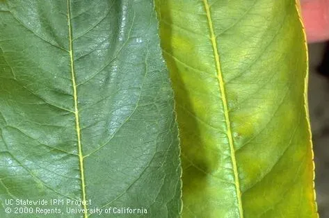 Beet yellows phytoplasma