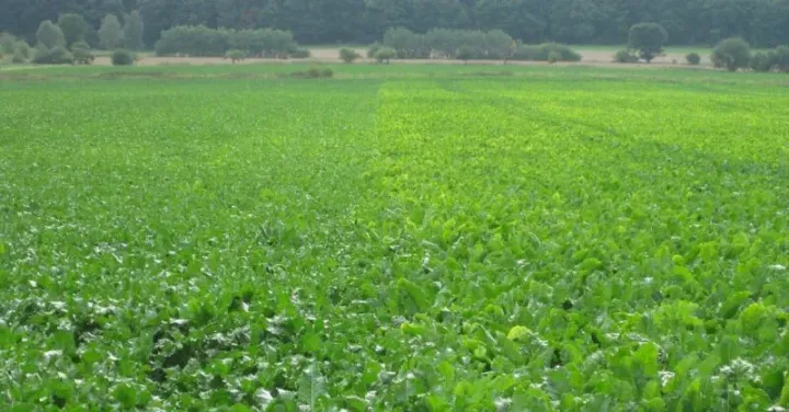 Beet pseudoyellows