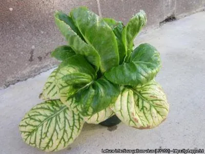 Lettuce infectious yellows