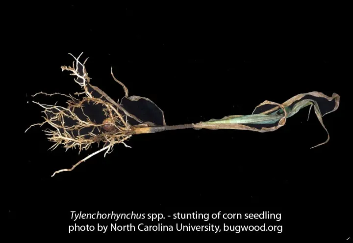Stunt nematode