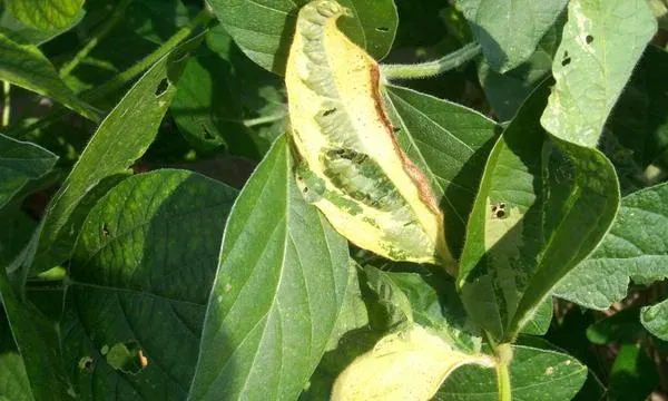 Leaf spot