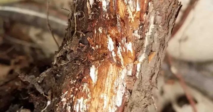 Armillaria root rot