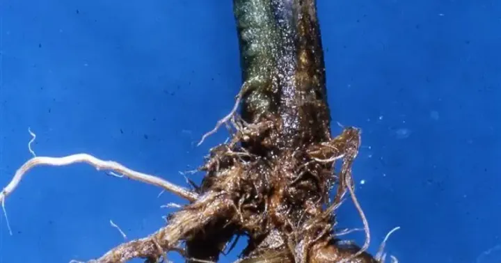 Phymatotrichum root rot