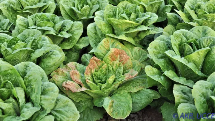 Lettuce necrotic yellows