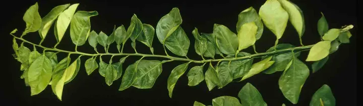Spiroplasma citri