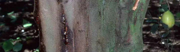Citrus bark cracking