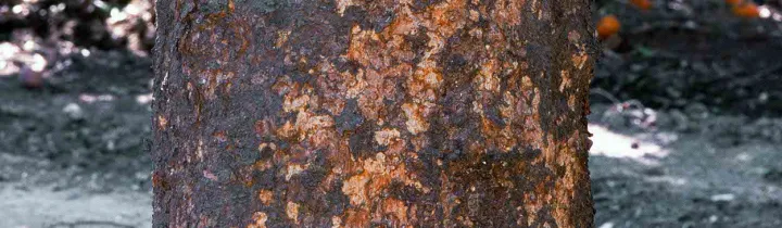 Citrus psorosis