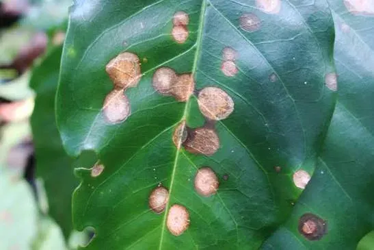 American Leaf Spot of Coffee