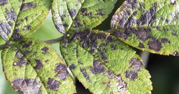 Brown spot of corn