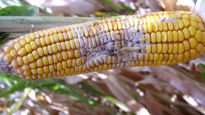 Fusarium ear rot of corn