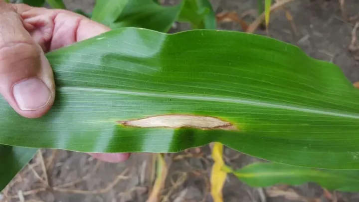 Southern Corn Leaf Blight