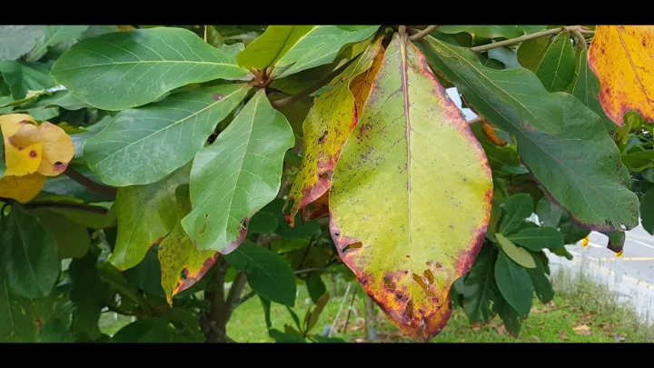 Magnesium deficiency