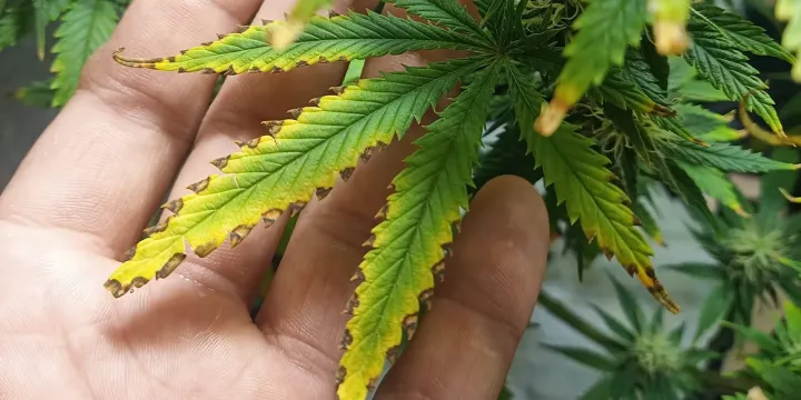 Fertilizer burn