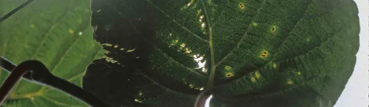 Бактеріальна плямистість Pseudomonas viridiflava
