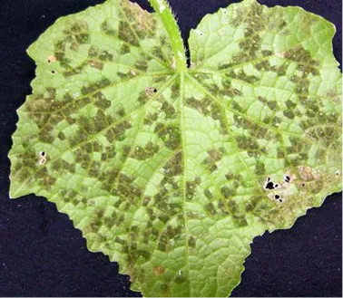 Angular leaf spot of cucumber