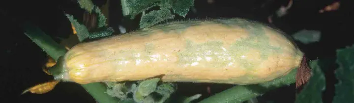 Watermelon mosaic virus