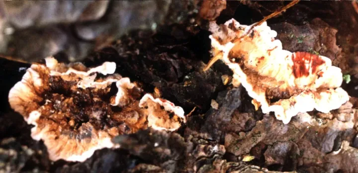 Bleeding Conifer Fungus