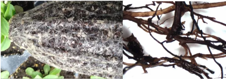 Chalara root rot
