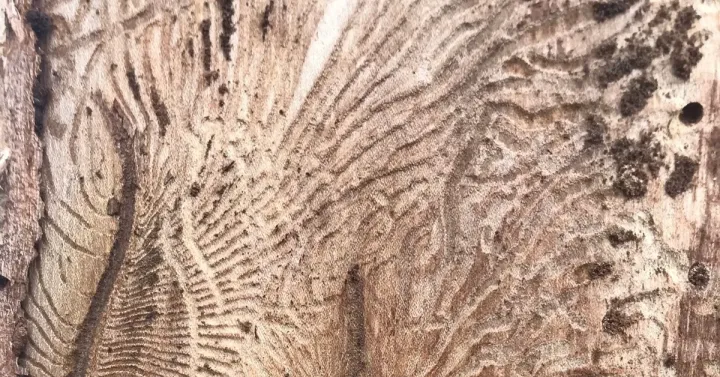 Dutch elm disease