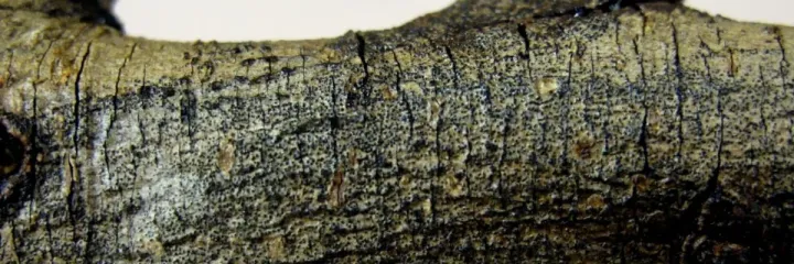 Stem-end rot