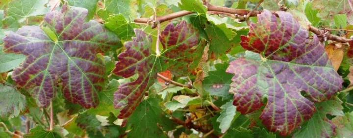 Australian grapevine yellows