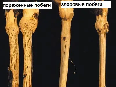 Бороздчатость древесины винограда