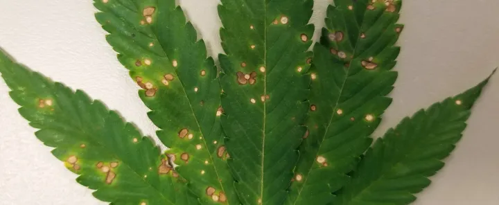 Bipolaris leaf spot