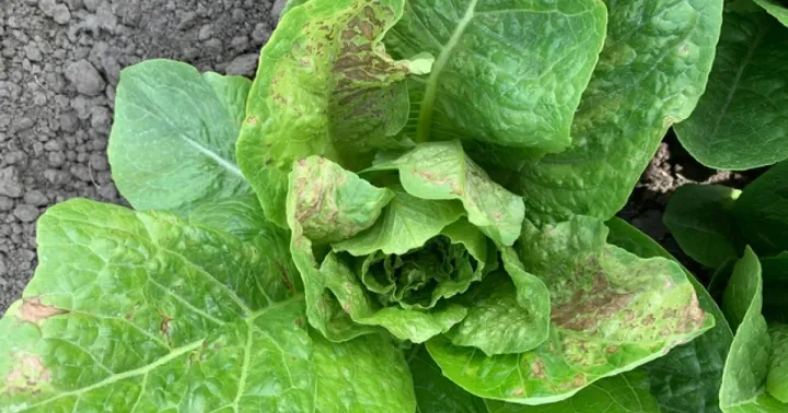 Lettuce mosaic