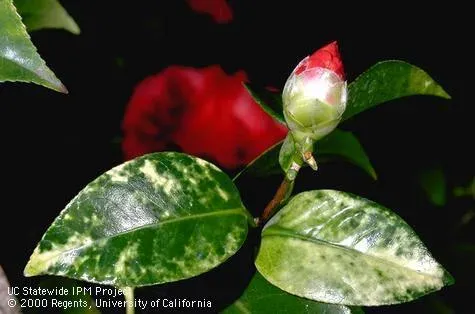 Plant viral diseases
