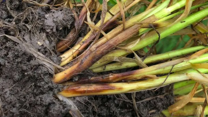 Fusarium rot