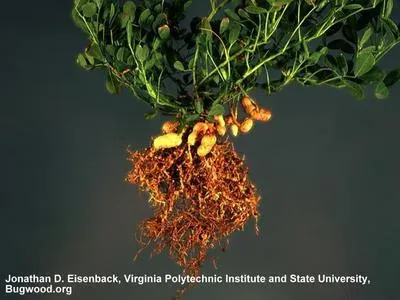 Peanut stem nematode
