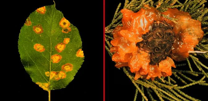 Pear rust
