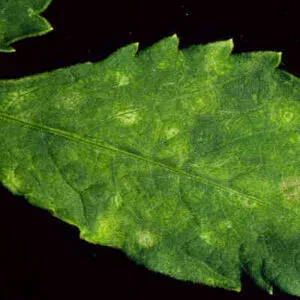 Rhododendron necrotic ringspot virus
