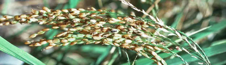 Rice kernel smut