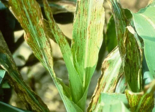 Sorghum mosaic