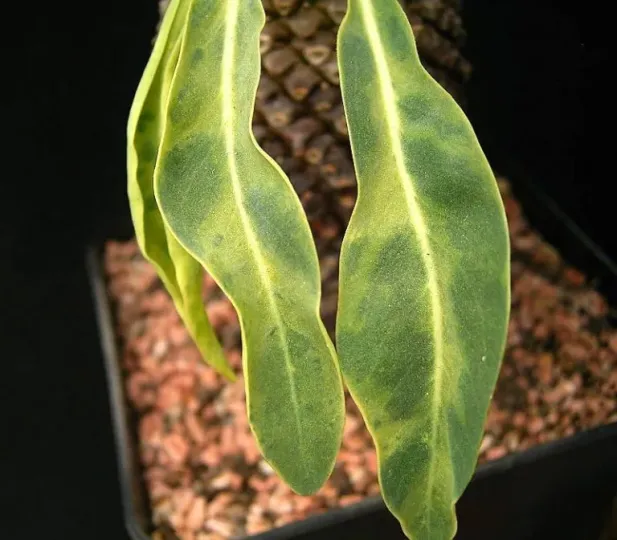 Euphorbia mosaic