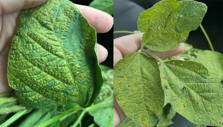 Chlorotic streak