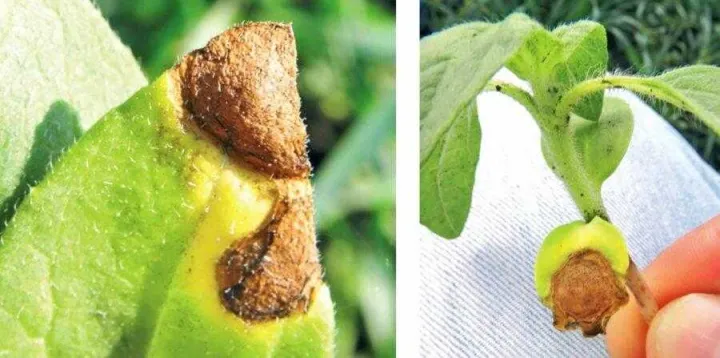 Phoma leaf spot