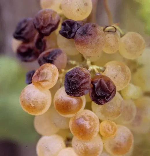 Phoma leaf spot of grape