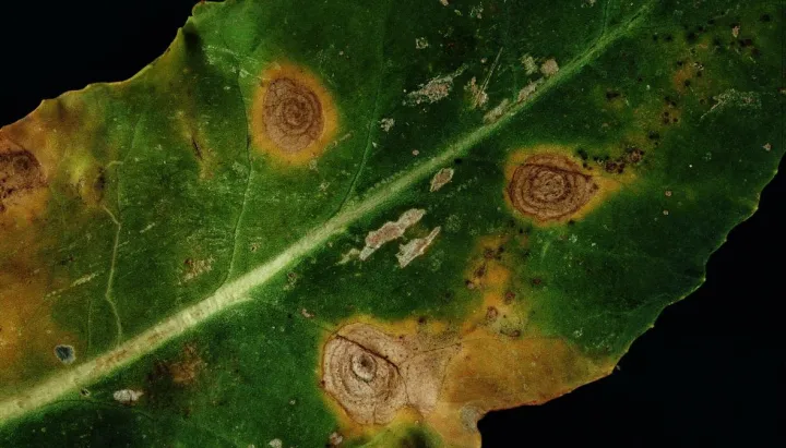 Alternaria leaf spot of brassicas