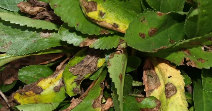 Alternaria leaf spot of shasta daisy