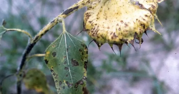 Sunflower Alternaria leaf spot