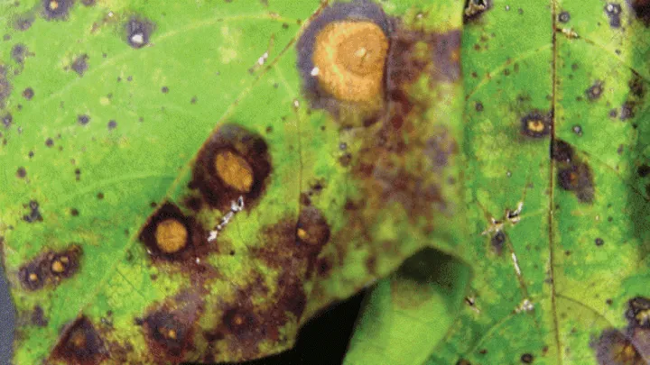 Areolate mildew of cotton
