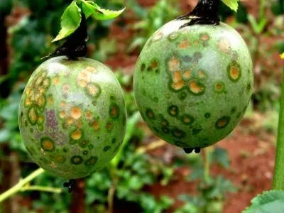 Passiflora leaf spot